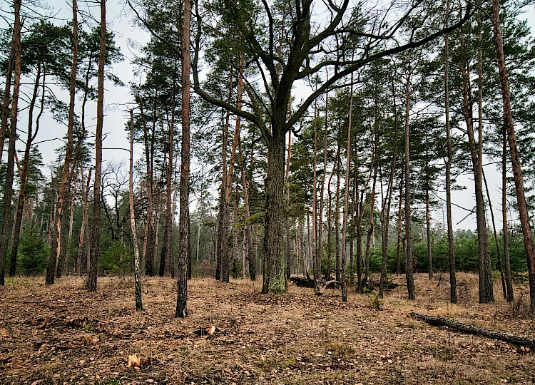 Terug naar je natuur